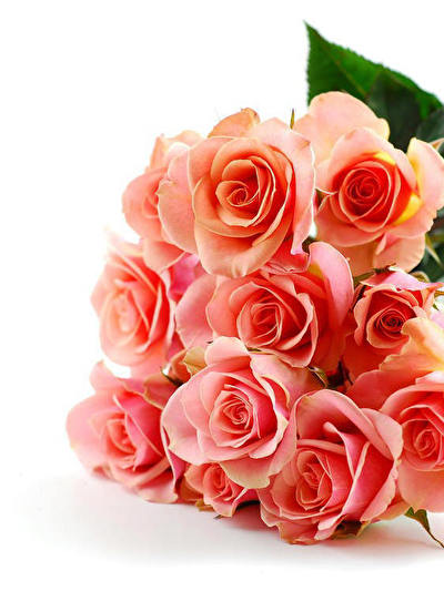 roses.jpg
