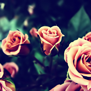 wallpaper-402512_large.jpg